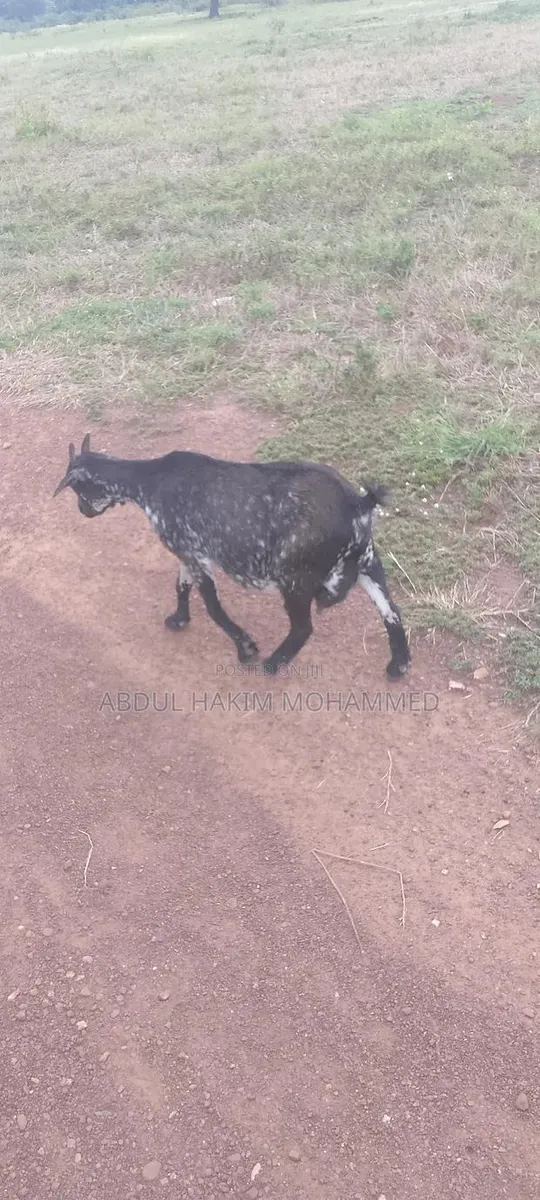 Nice Female Goat Seller · Photo 1