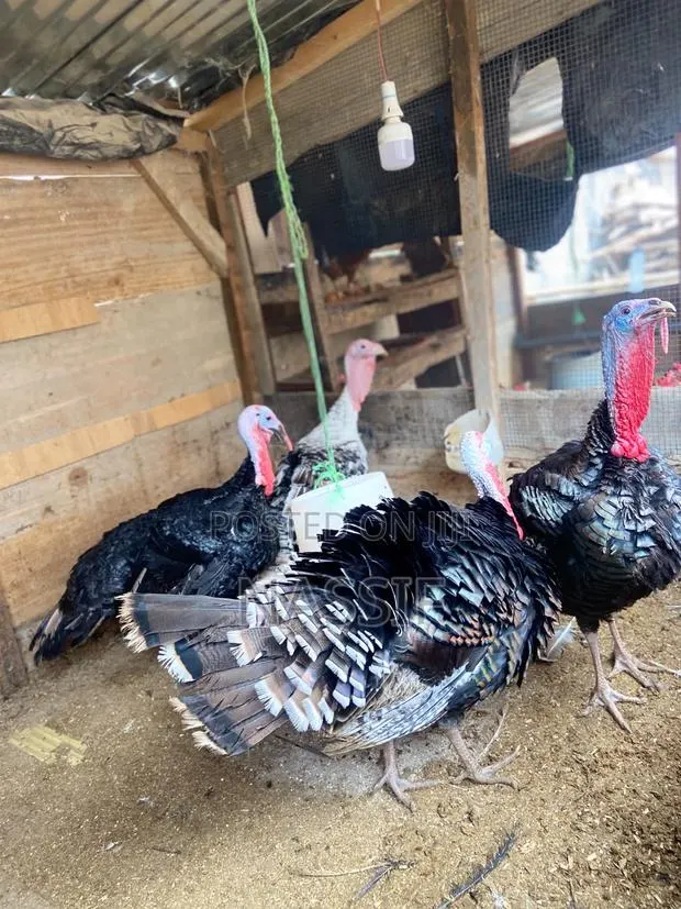 Turkey Birds for Sale · Photo 1