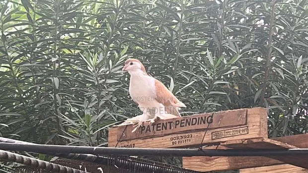 Indian Fantail and Lahore Pigeons · Photo 4