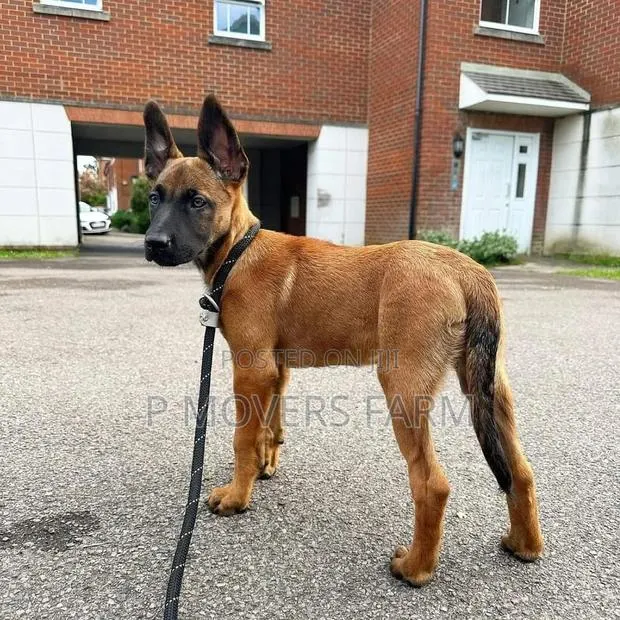 1-3 months Female Purebred Belgian Malinois · Photo 1
