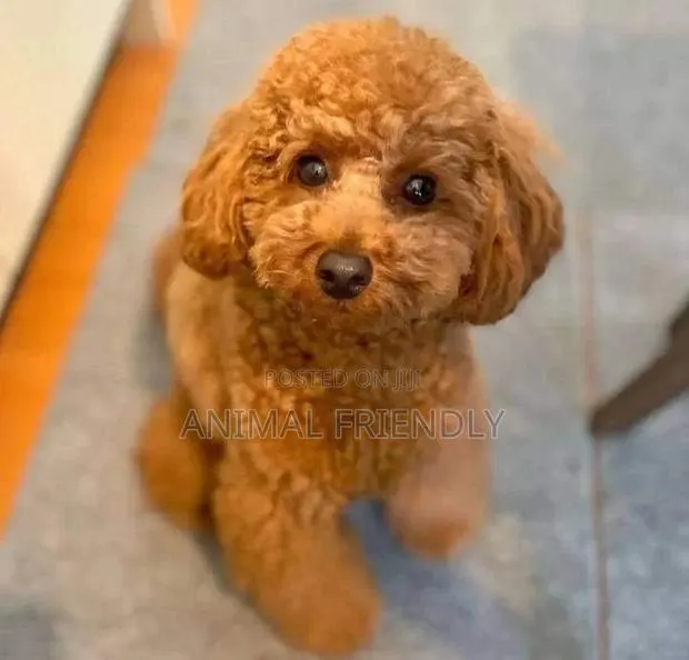 1-3 months Female Purebred Poodle · Photo 1