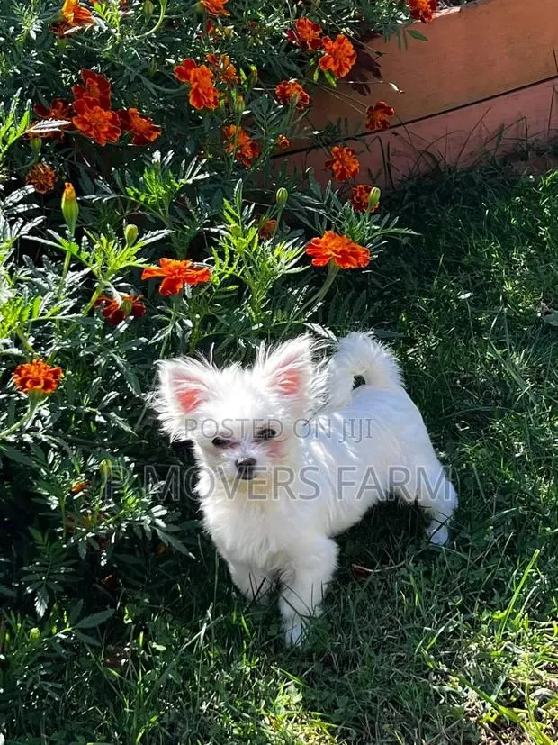 1-3 months Male Purebred Lhasa Apso · Photo 1