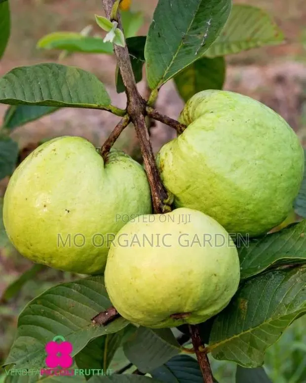 White Jumbo Guava Plant Seedling · Photo 3