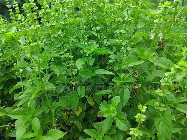 Akoko Mesa · Photo 1