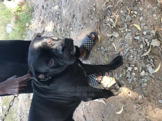 1+ year Male Purebred Cane Corso · Photo 1