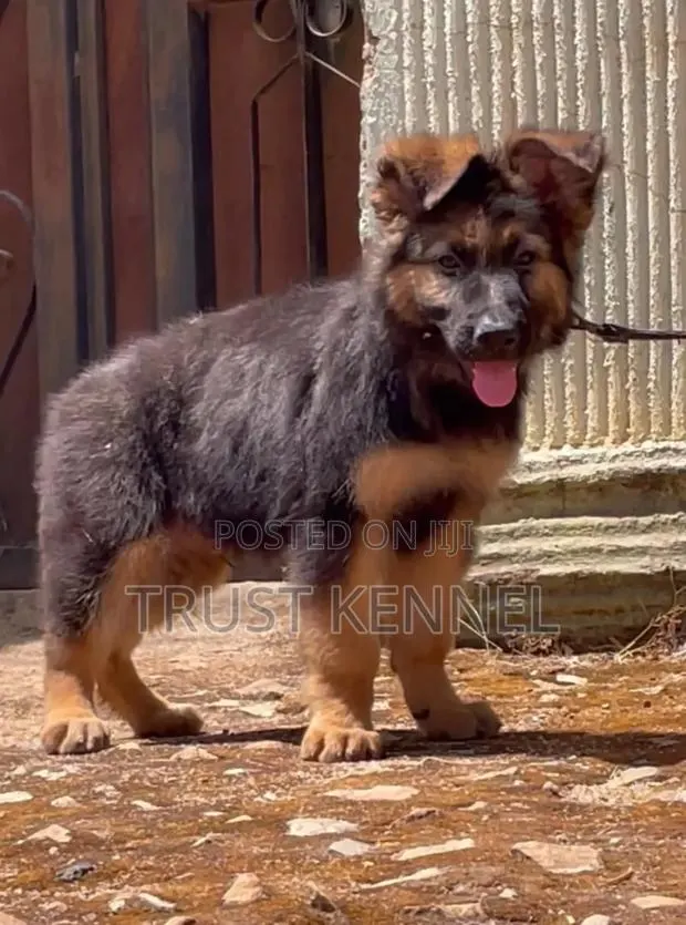 1-3 months Female Purebred German Shepherd · Photo 1