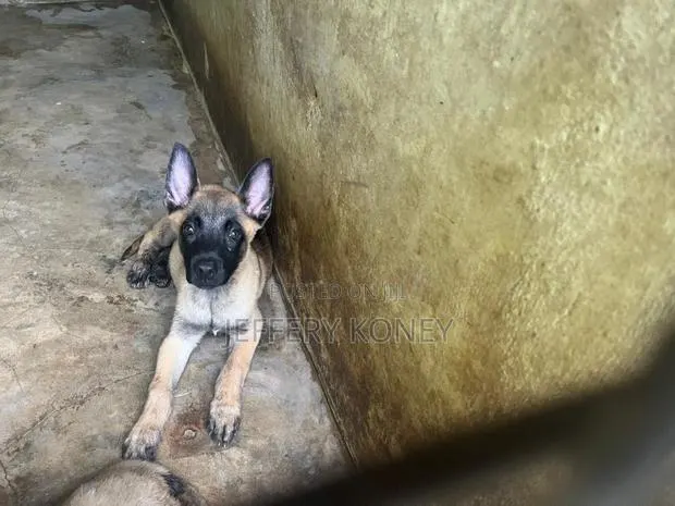 1-3 months Male Purebred Belgian Malinois · Photo 1