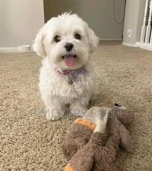 1-3 months Male Purebred Poodle · Photo 1