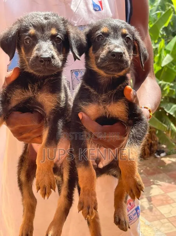 1-3 months Male Purebred German Shepherd · Photo 1