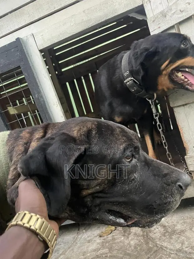 Male Brindle Pedigree Boerboel for Stud (Crossing) · Photo 1