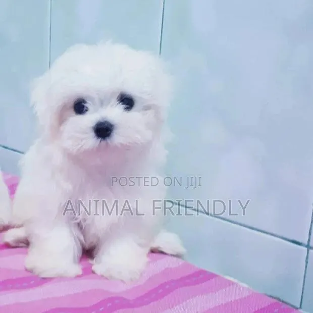 1-3 months Male Purebred Poodle · Photo 1
