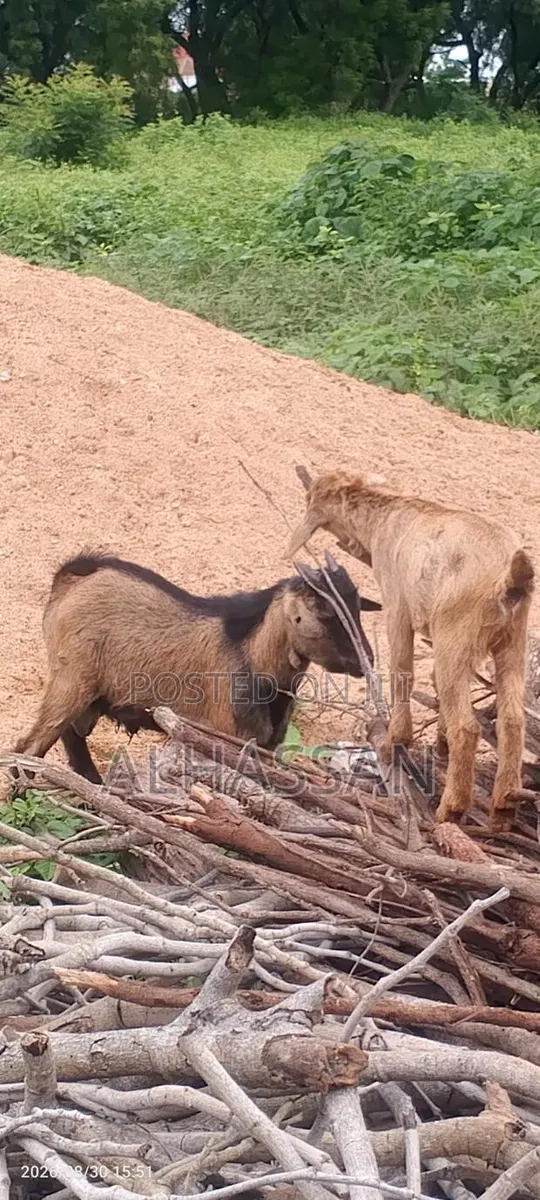 Alhassan Farm · Photo 1