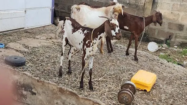 Young Shahelian Female Goat · Photo 1