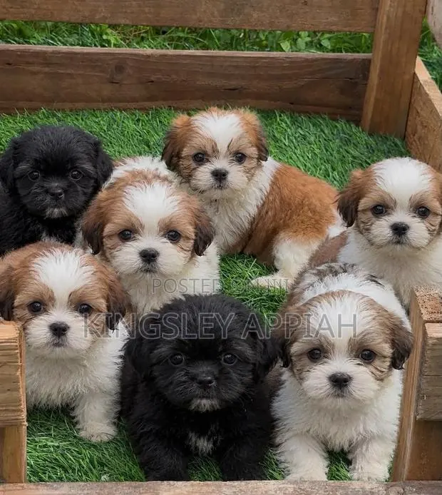 1-3 months Female Purebred Poodle · Photo 1
