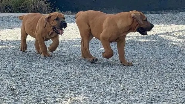 1-3 months Female Purebred Boerboel · Photo 1