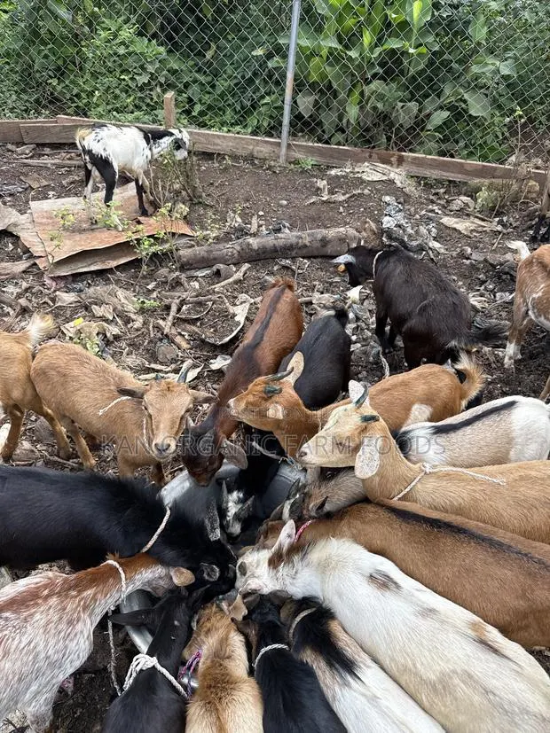 Local Goats · Photo 1