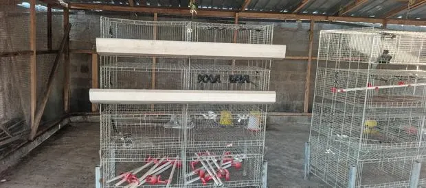 Day-Old Chicken Battery Cages for Sale – Capacity 20 Birds · Photo 1