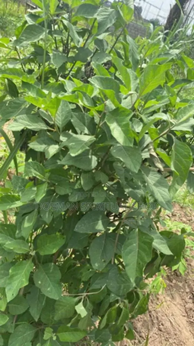 Bitter Leaves · Photo 1