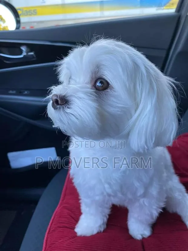 1-3 months Male Purebred Poodle · Photo 1
