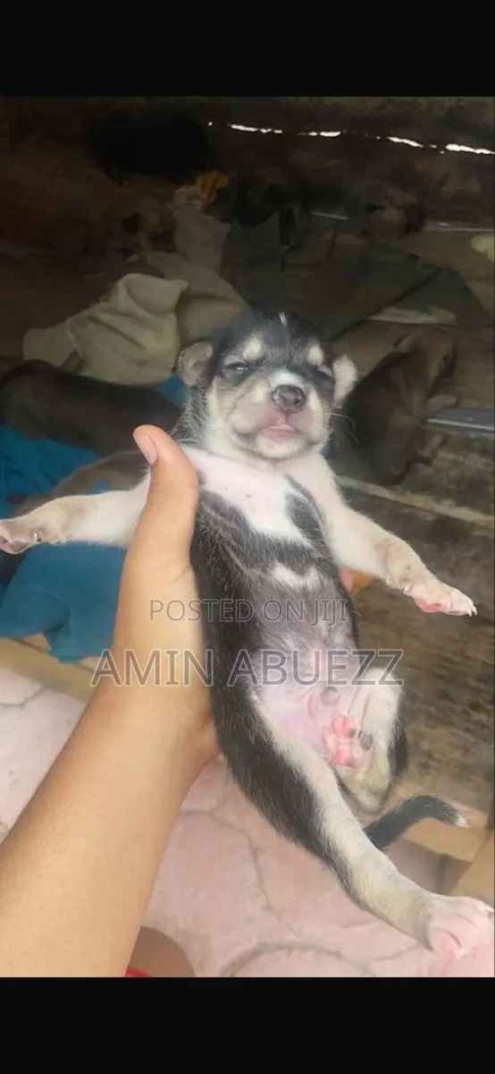 0-1 month Male Mixed Breed Caucasian Shepherd · Photo 3