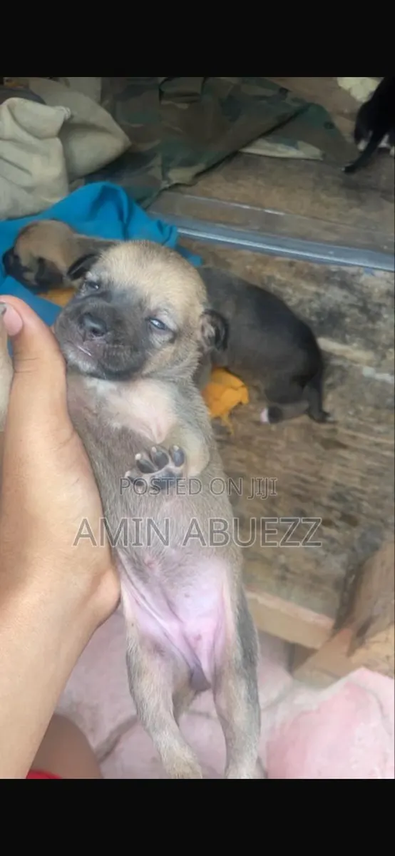 0-1 month Male Mixed Breed Caucasian Shepherd · Photo 1