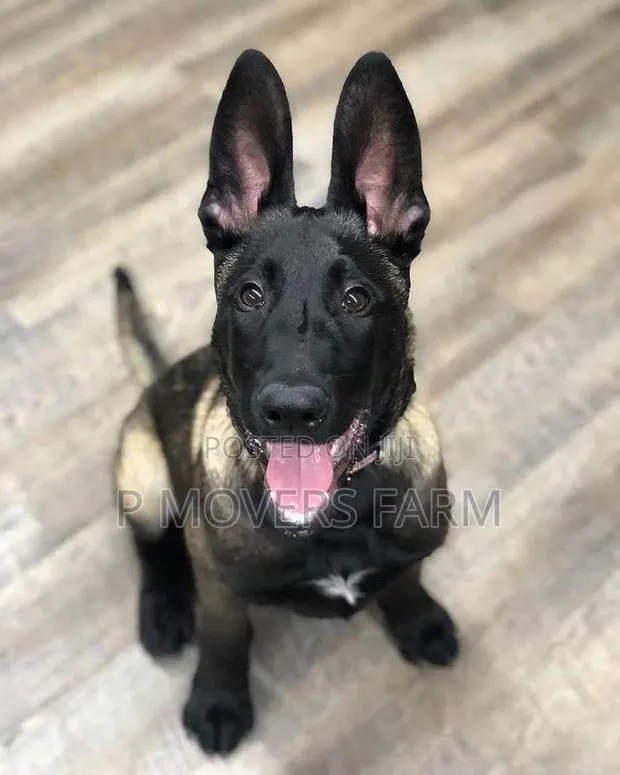 1-3 months Male Purebred Belgian Malinois · Photo 1