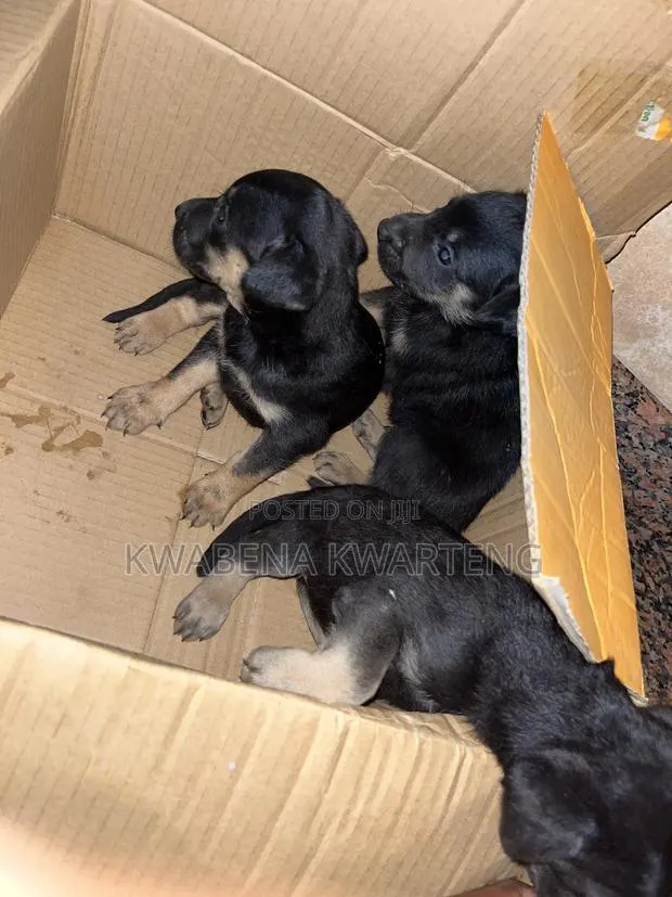 1-3 months Male Mixed Breed German Shepherd · Photo 1