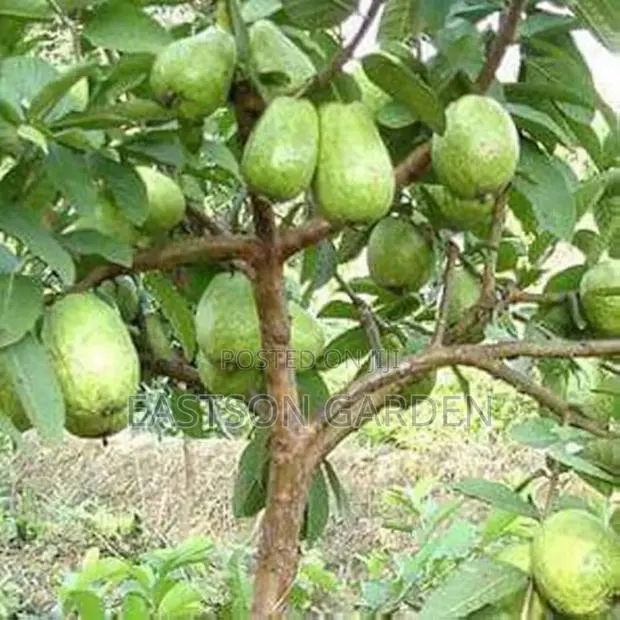 Jumbo Guava Seedlings · Photo 2