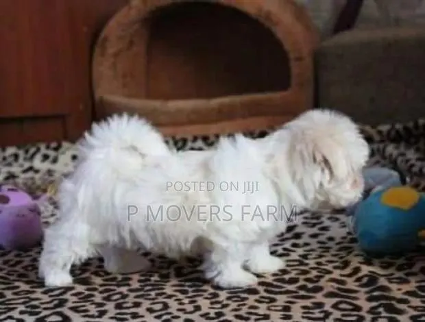 1-3 months Male Purebred Maltese · Photo 1