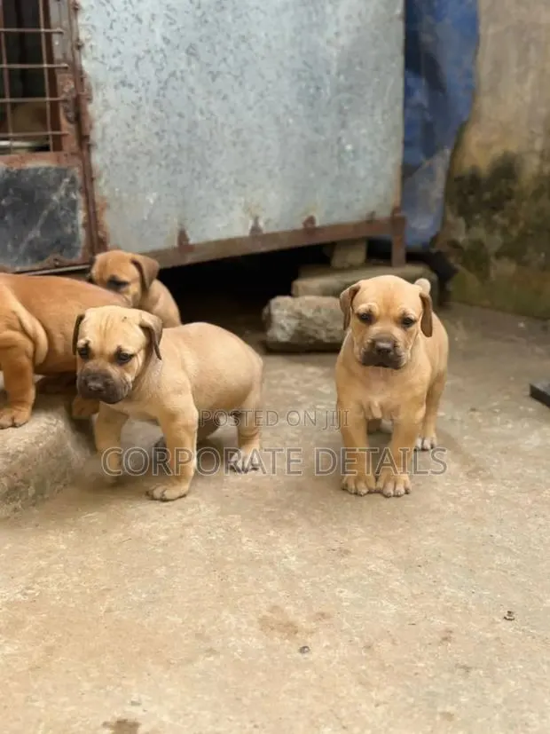 1-3 months Male Purebred Boerboel · Photo 1
