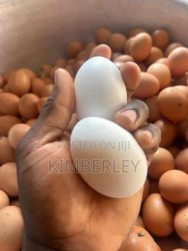 Victory Hill Farm Fresh Eggs We Can Deliver to Accra,Aburi , Nsawam · Photo 1