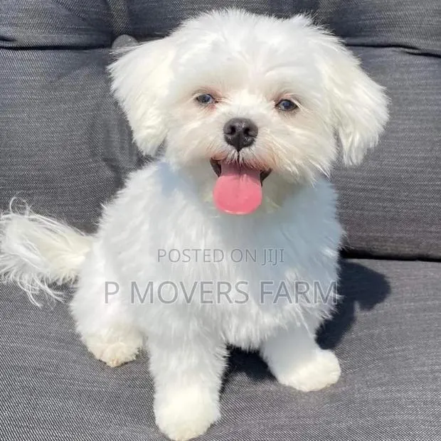 1-3 months Male Purebred Maltese · Photo 1