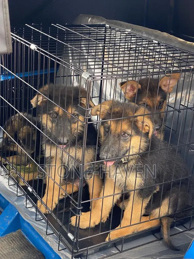1-3 months Female Purebred German Shepherd · Photo 1