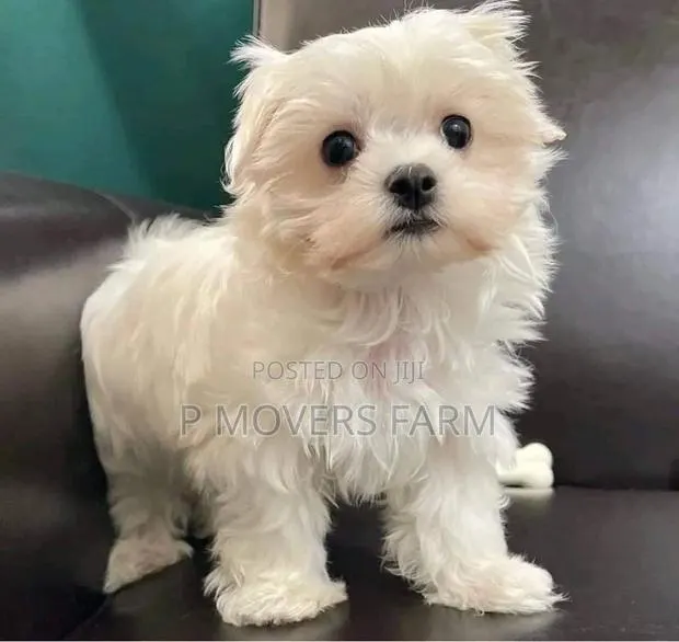 1-3 months Male Purebred Maltese · Photo 1