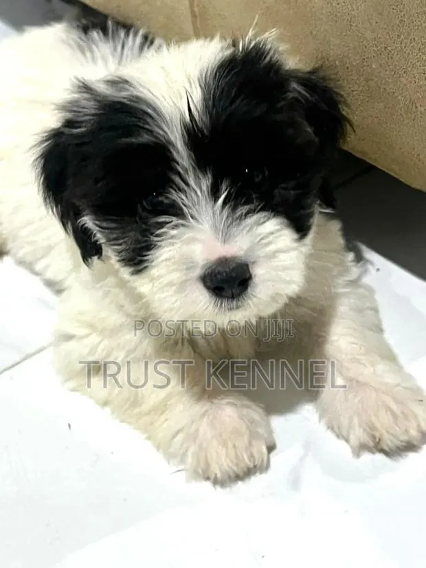 1-3 months Male Purebred Poodle · Photo 1