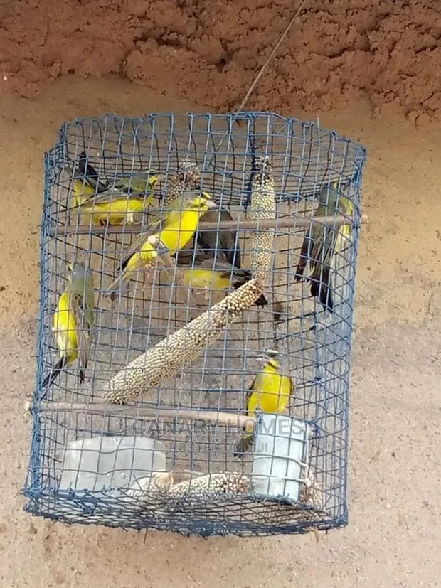 African Canary Birds · Photo 1