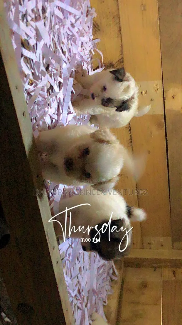 1-3 months Male Purebred Poodle · Photo 1