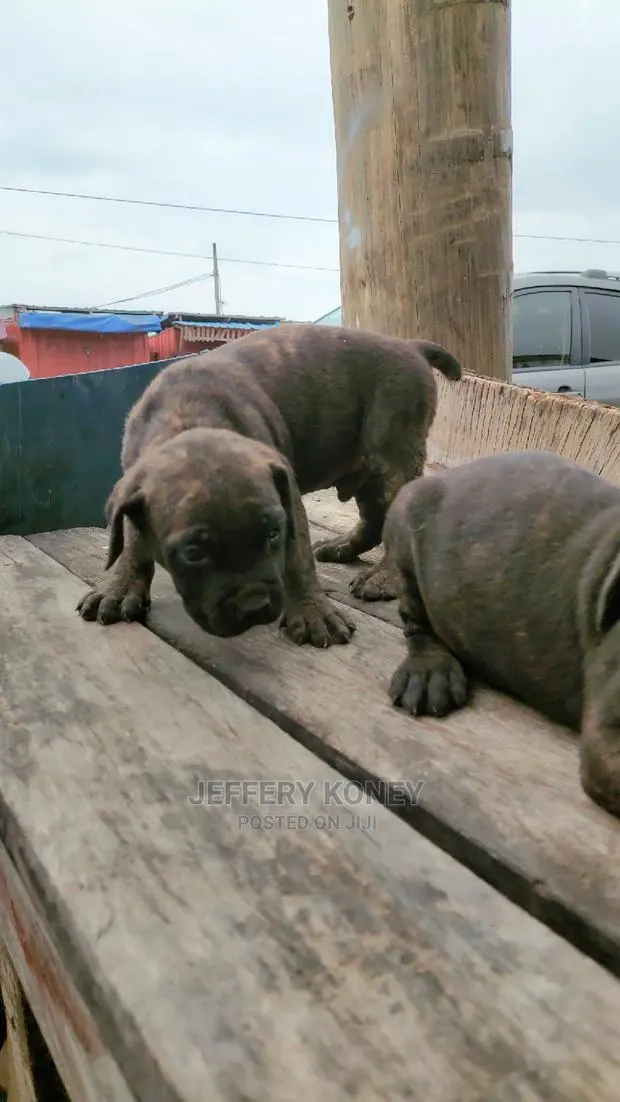 1-3 months Male Purebred Boerboel · Photo 1