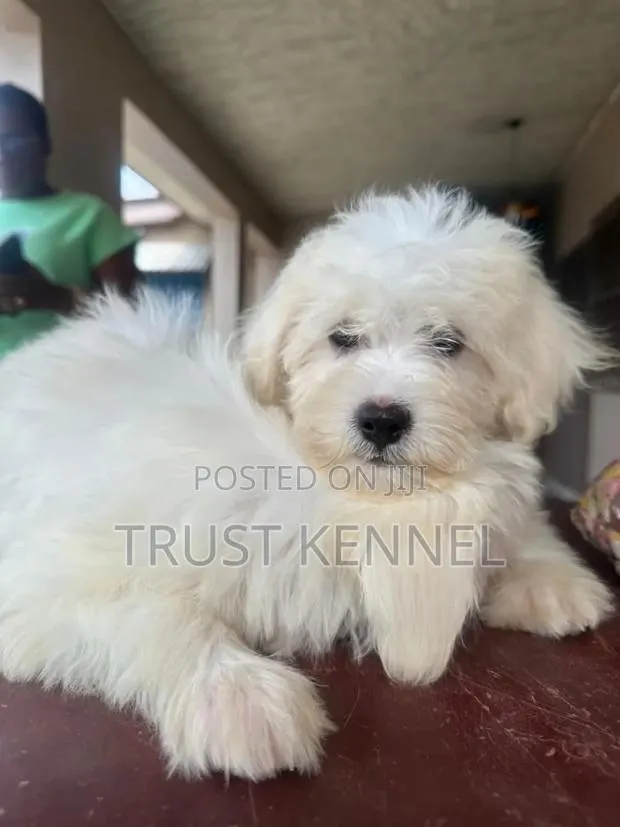 1-3 months Male Purebred Poodle · Photo 1