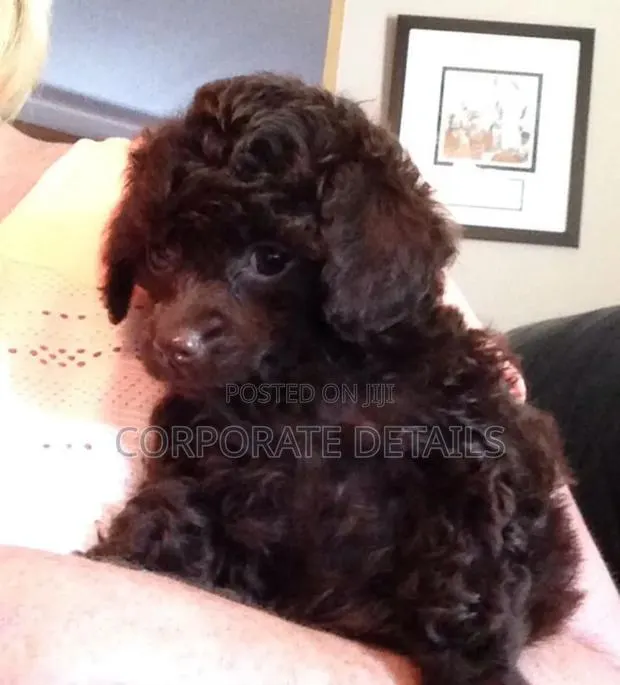 1-3 months Male Purebred Poodle · Photo 1