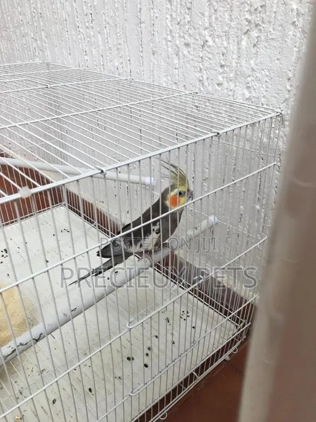 Domesticated Cockatiels Birds · Photo 1