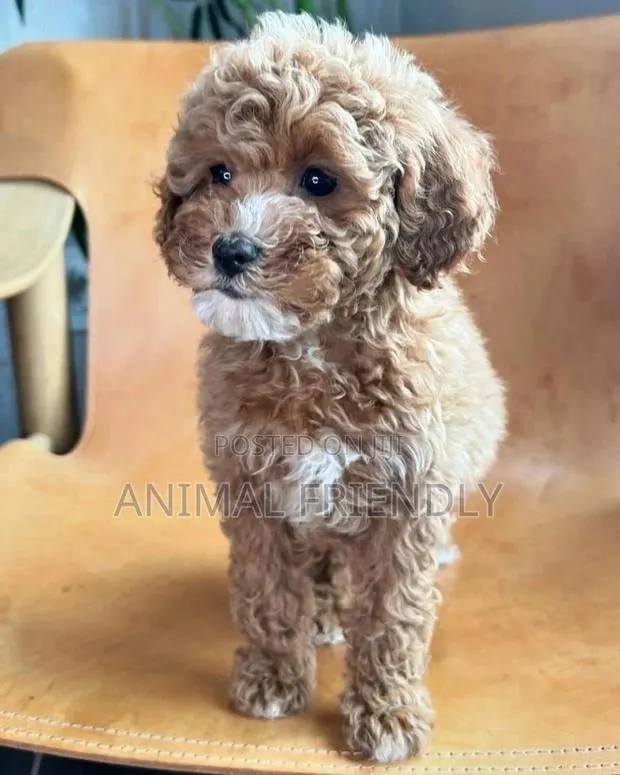 1-3 months Male Purebred Poodle · Photo 1