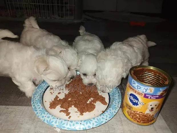 1-3 months Male Purebred Maltese · Photo 1