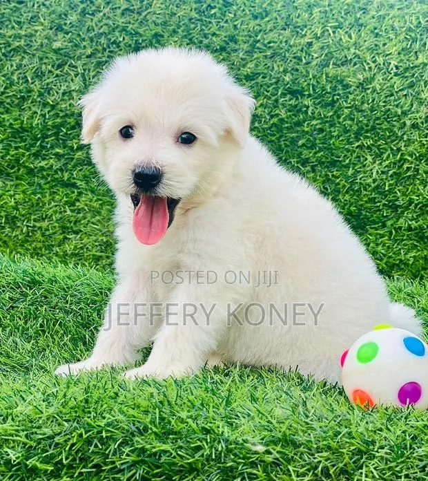 1-3 months Male Purebred Poodle · Photo 1