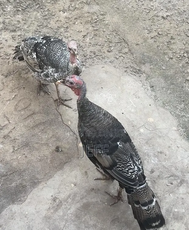 Turkey Birds · Photo 1