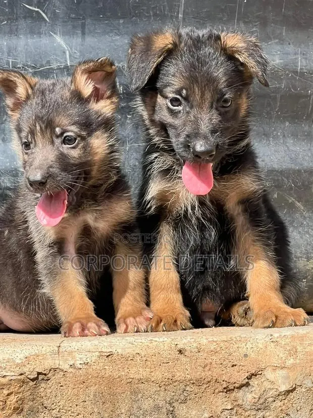 1-3 months Male Purebred German Shepherd · Photo 1