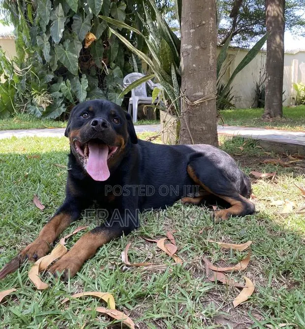 1+ year Male Purebred Rottweiler · Photo 1