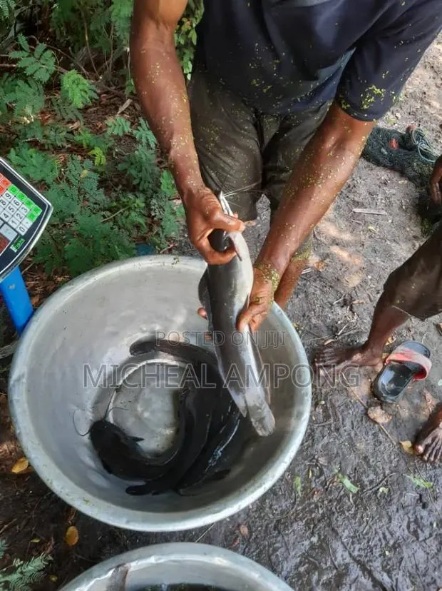 Cat Fish Available · Photo 1