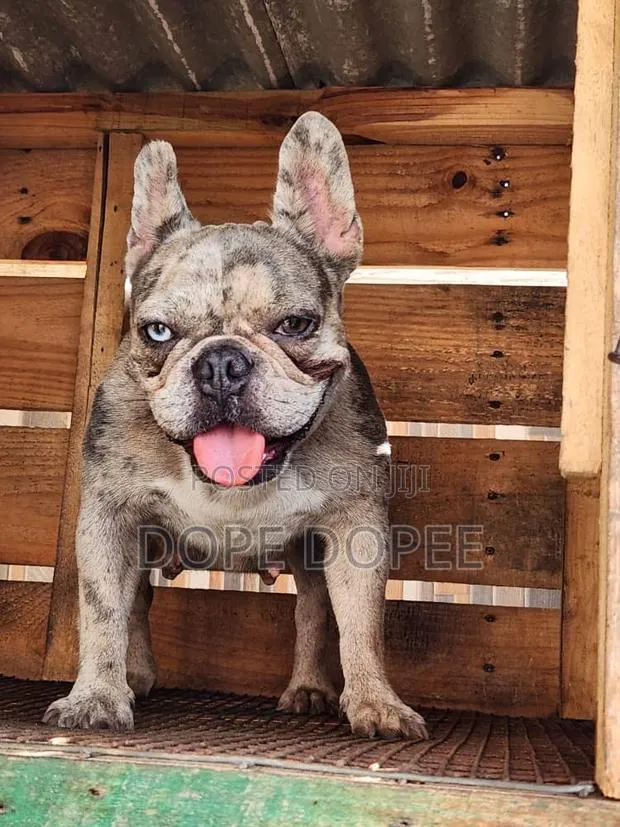 1+ year Female Purebred French Bulldog · Photo 1
