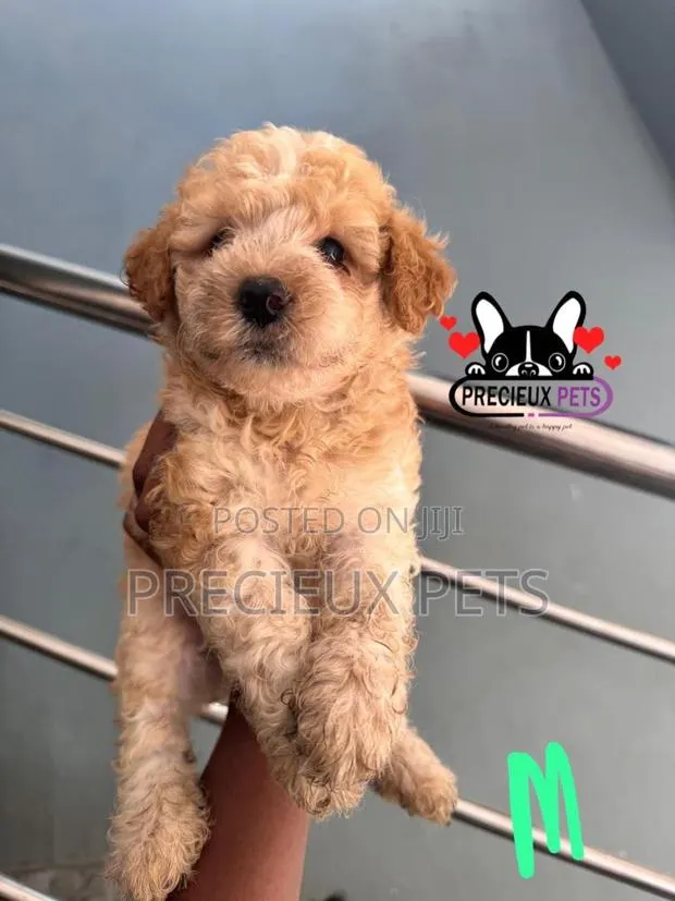 1-3 months Male Purebred Poodle · Photo 1